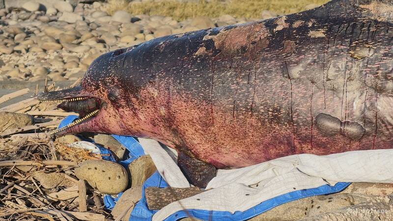 白海豚擱淺死亡,不少關心海洋生態的民眾難過。(彰化環盟提供) 白海豚擱淺死亡,不少關心海洋生態的民眾難過。(彰化環盟提供)