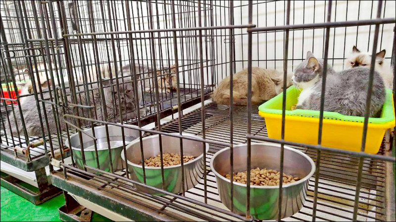 貓園稱遭詐 髒亂沒收41貓