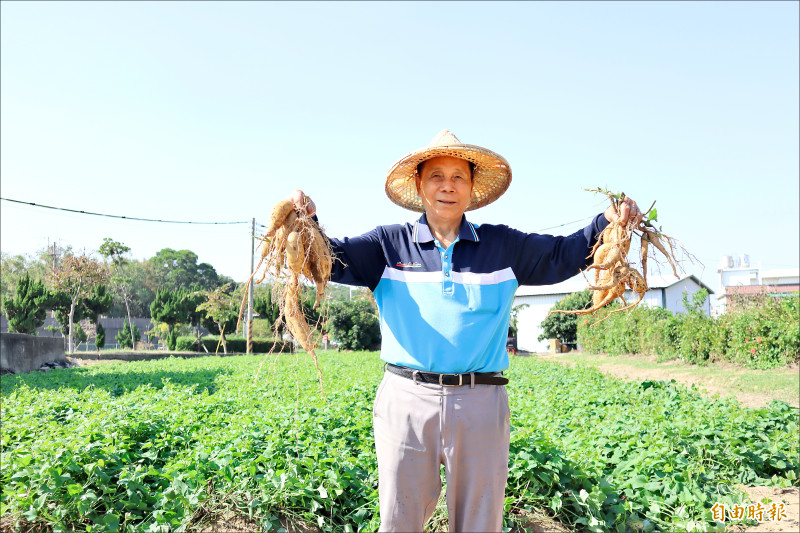 竹東黃金地瓜節 週末千人焢窯