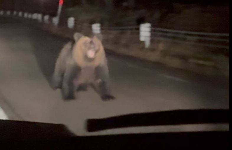 驚悚瞬間曝!深夜遇大棕熊暴衝而來 駕駛嚇壞想倒車打到空檔