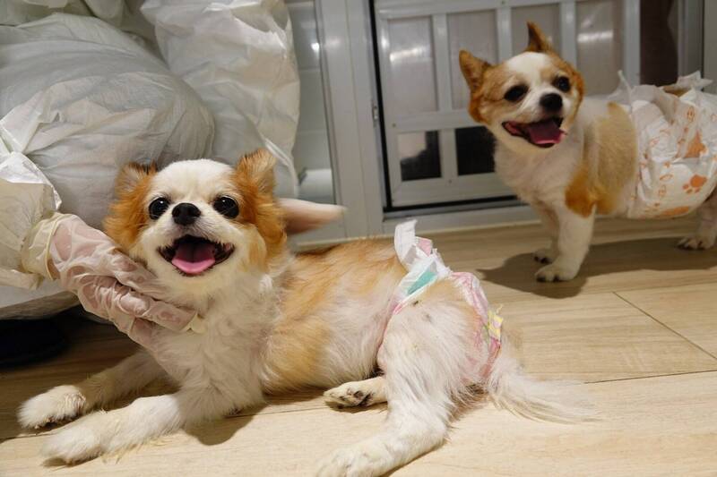 科學家發現近2/3犬種含狼DNA 吉娃娃也不例外