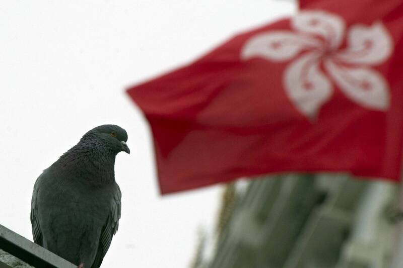 香港餵鴿子挨罰2萬！她傻眼喊「中國可以啊」 網冷嗆：基本常識