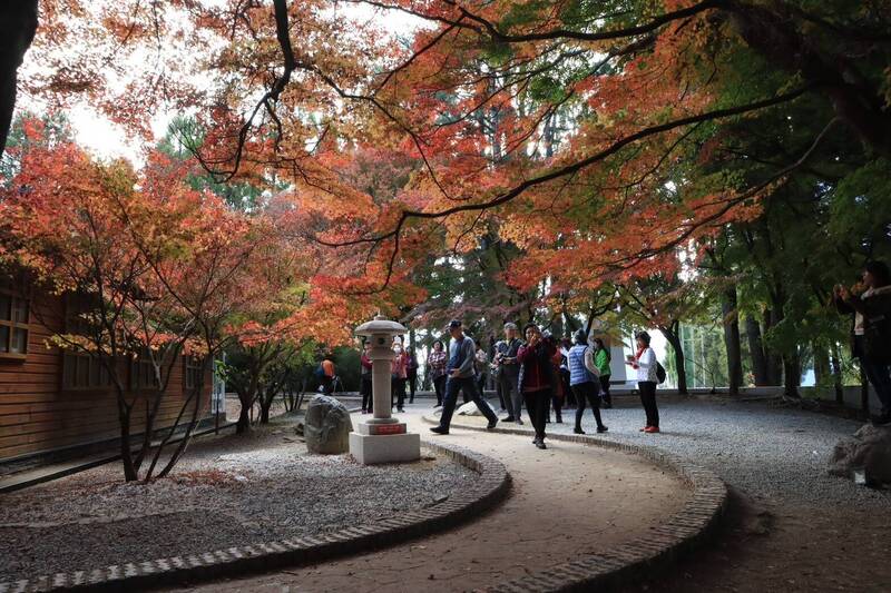 參山處推冬季最划算玩法    從谷關燈節一路賞楓到福壽山