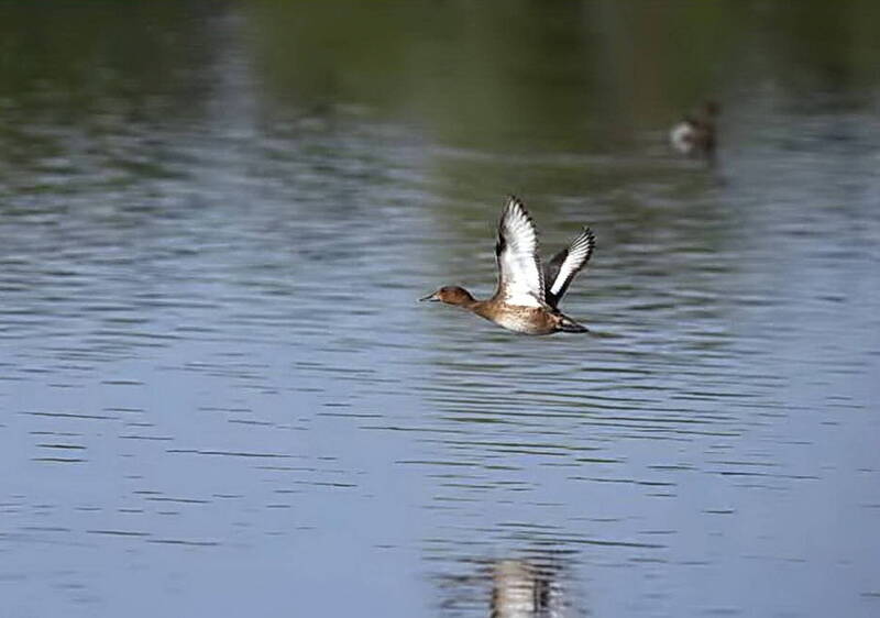 一度被視為迷鳥！稀有白眼潛鴨驚喜現蹤台南