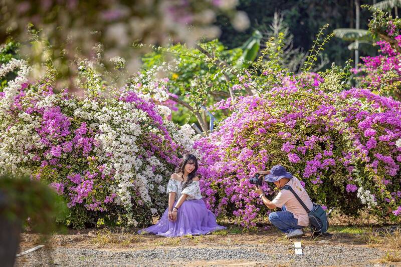 粉紅、雪白花牆綿延滿開 竹山九重葛秘境爆紅