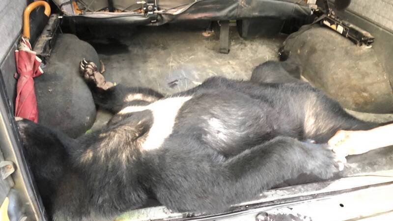 載熊屍三貼嬉鬧惹議！霧台鄉原住民殺4黑熊案 屏東地院判無罪