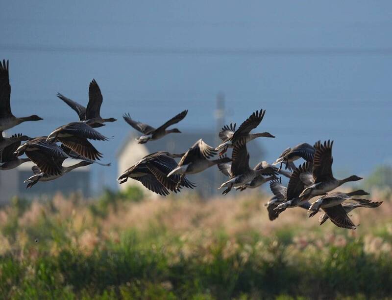宜蘭數十隻豆雁及白額雁群聚度冬 鳥友圈大驚喜掀起搶拍熱潮