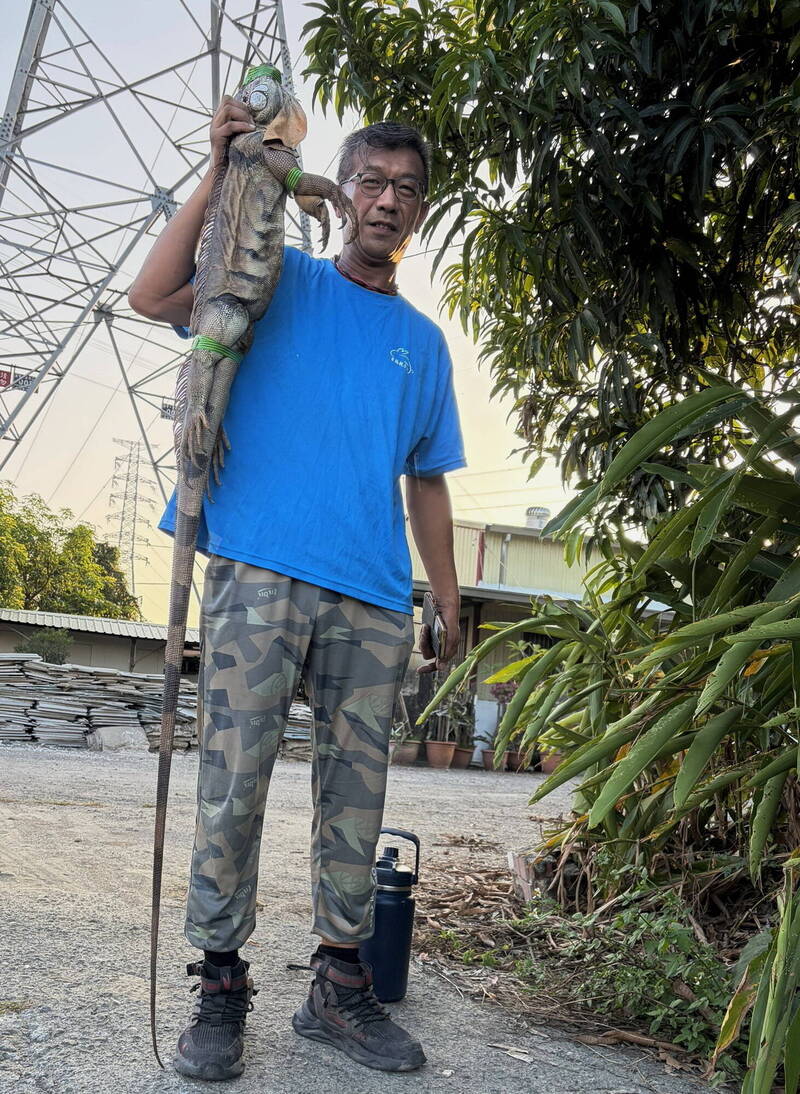 身長比人高! 台南「怪獸級」綠鬣蜥首曝光