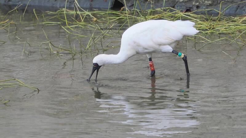國寶級黑面琵鷺群聚澎湖 二級保育鳥鴛鴦也來湊熱鬧