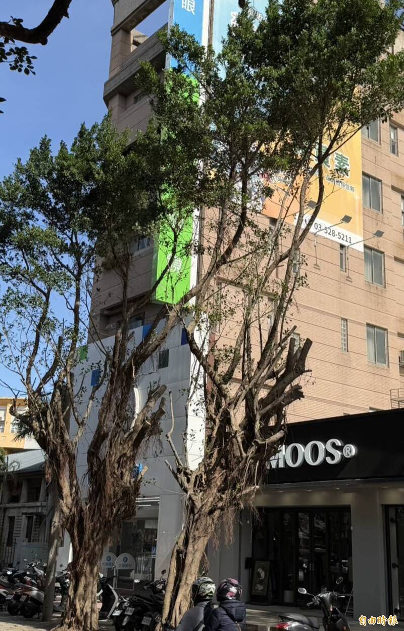 新竹州圖文化街行道樹遭斷頭式修剪 居民嘆醜爆又粗暴!