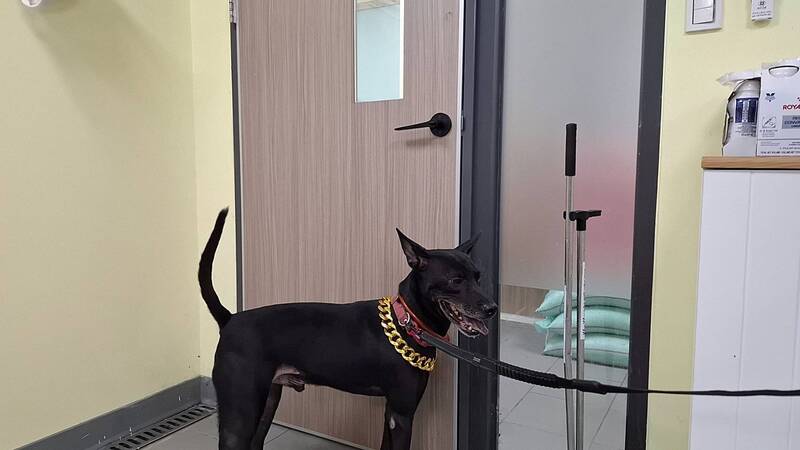 淡水老街黑狗戴墨鏡、叼桶展演觸法！ 飼主挨罰、犬隻遭沒入