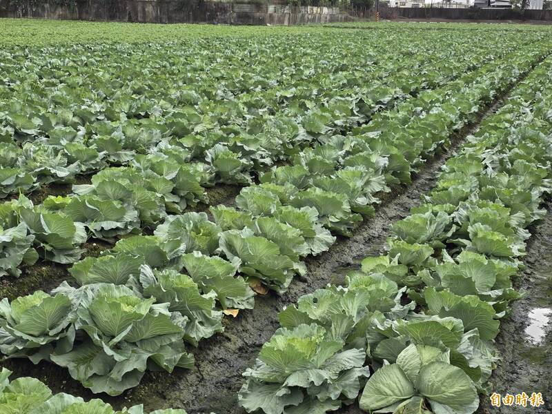 高麗菜採收期 產地價跌1顆只要30~40元