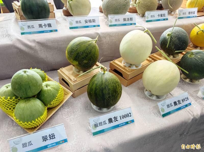 農改場新品種風味大挑戰！ 洋香瓜甜中帶酸、苦瓜「微糖」