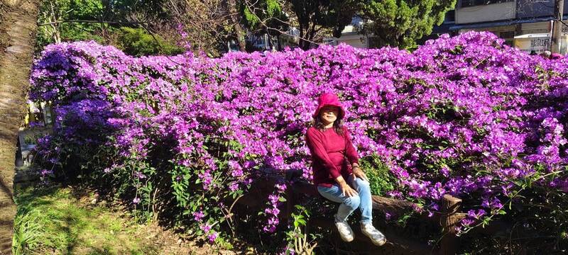 深秋爆美盛開!中壢莒光公園「蒜香藤秘境」紫色花瀑湧現