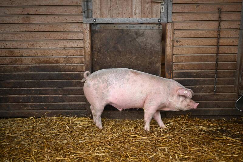 南韓再現非洲豬瘟！ 當局發家畜禁運令、人車禁入畜牧設施48小時