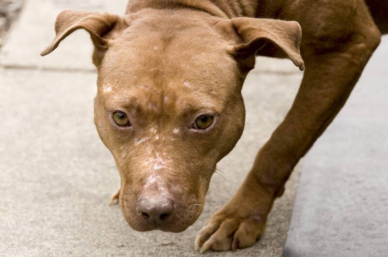 只差半年畢業 美國女大生遭3隻比特犬圍攻致死 母親聞噩耗崩潰