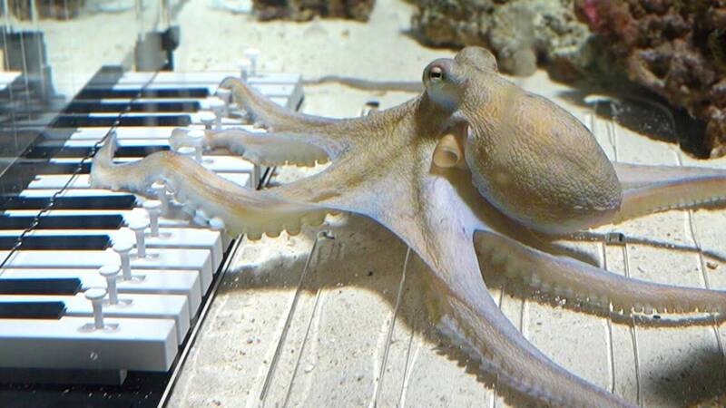 瑞典音樂家花6個月「教會章魚彈鋼琴」 琴技驚豔逾560萬人