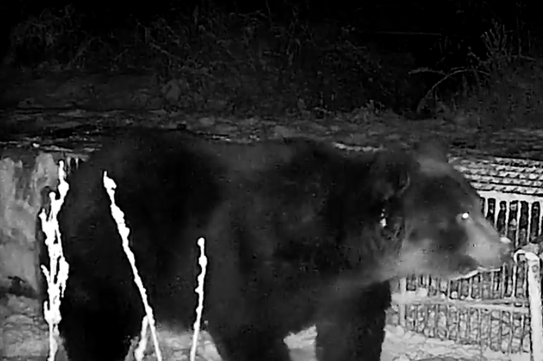 抓到了！北海道苫前町捕獲380公斤巨大棕熊