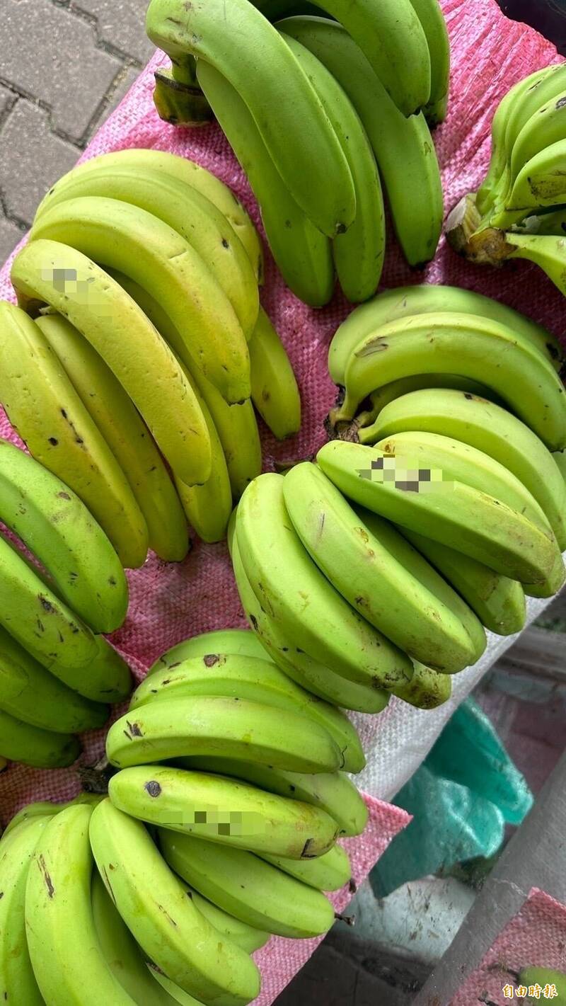 陈姓男子拿菜刀到香蕉园偷割一大串香蕉，主人说价值1400元，陈男被判刑6月，易科罚金折合18万元。香蕉示意图，与新闻无关。（记者陈凤丽摄）