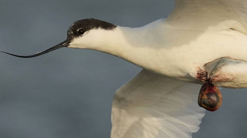 超離奇！反嘴鴴腳趾被文蛤夾住甩不開   鳥友美拍爆結局