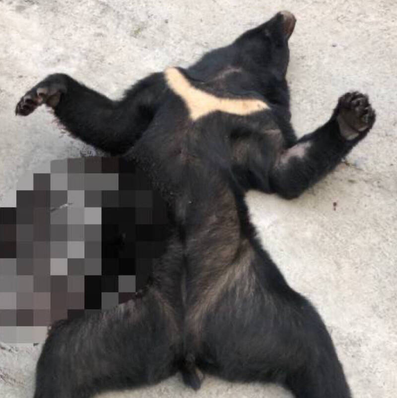 屏東獵殺黑熊案9人均判無罪 是否開罰將請示中央