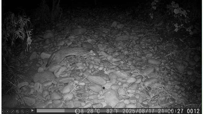 石虎復育有成 暌違20年重現沙鹿鹿寮南溪