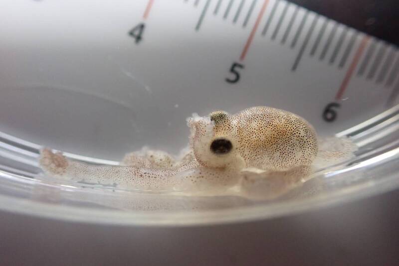 澎湖特有種小章魚復育有望 澎科大教授李孟芳歷經10年成功孵化