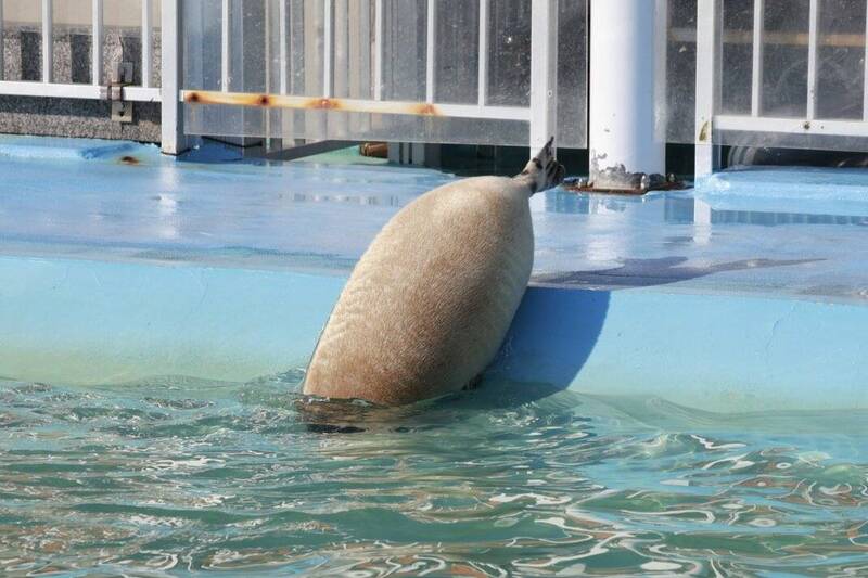 肥嫩海豹酷似什麼? 日網吃飯一見「這個食物」找出答案