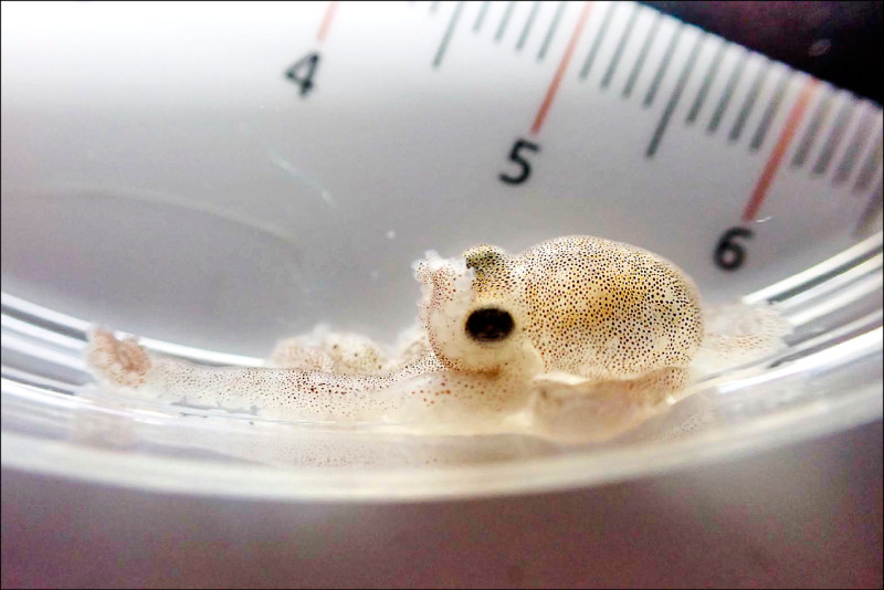 10年研究 澎湖特有種小章魚成功孵化