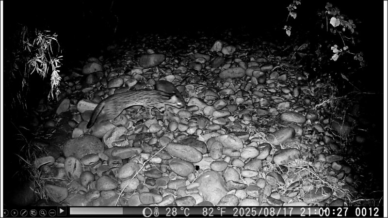 石虎暌違20年 再現沙鹿鹿寮南溪