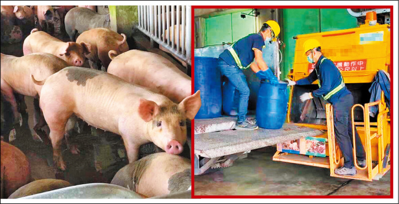 廚餘養豬 禁家戶 12/7開放事業廚餘