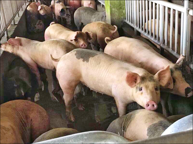 家用廚餘占4成5 先採焚化掩埋