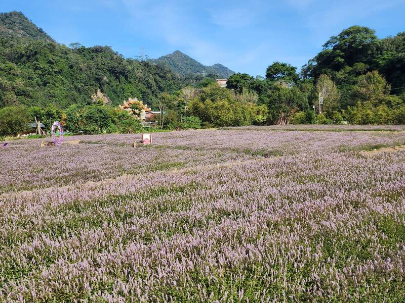 苗栗獅潭夢幻紫色仙草花海盛開 11/29至12/14迎賓