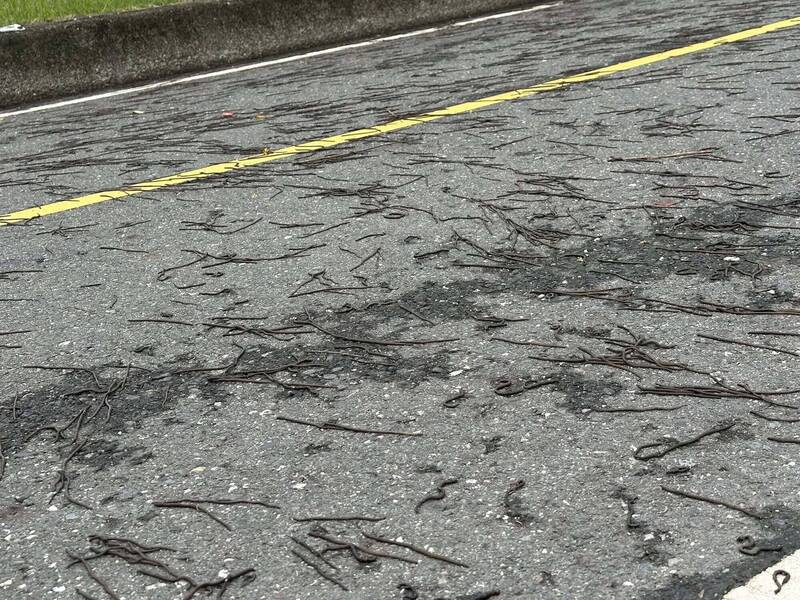 滿地「會動枯枝」?台東冒出更多蚯蚓大軍 密集恐懼慎入