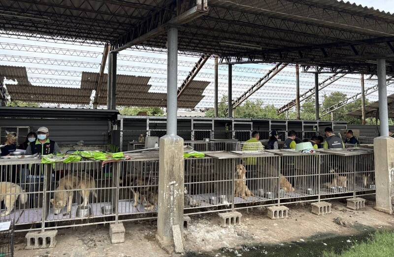 台南七股查獲非法犬貓繁殖場 救出31貓、59犬 動保處開罰業主51.5萬