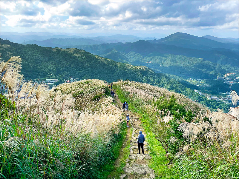 新北賞芒開跑 拍照分享可抽獎