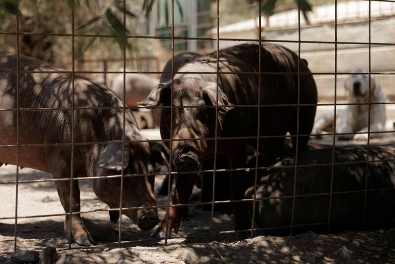 伊比利豬也中鏢? 西班牙時隔逾30年再傳非洲豬瘟案例