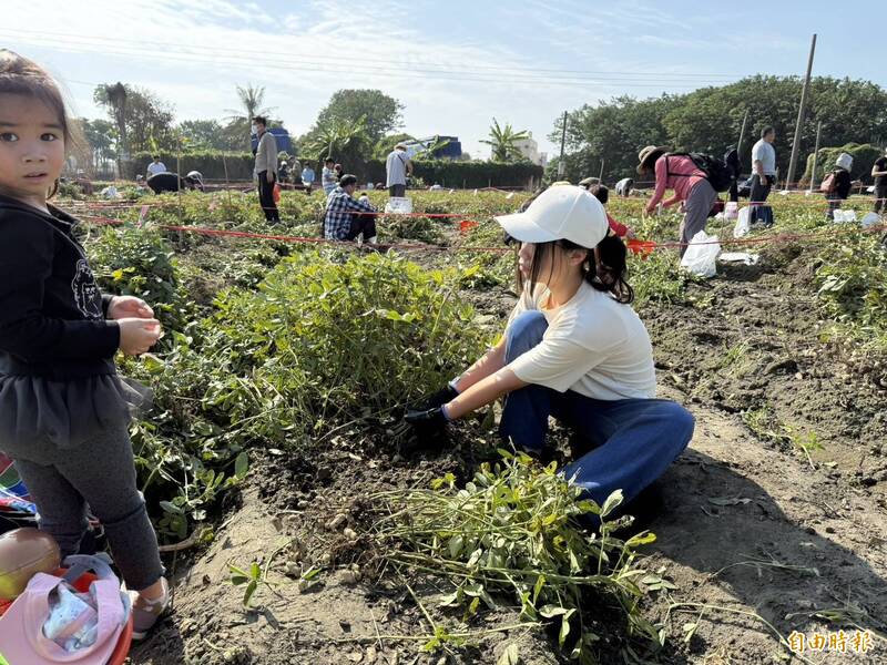 千元就能插股！千餘名股東下虎尾花生田採收 親子樂喊「好玩」