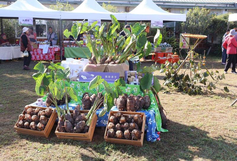 苗縣公館芋頭節今、明登場  推廣在地芋頭、柿子等農產