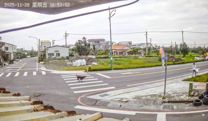 黑狗狂追倒垃圾男童! 嘉縣社區人心惶惶