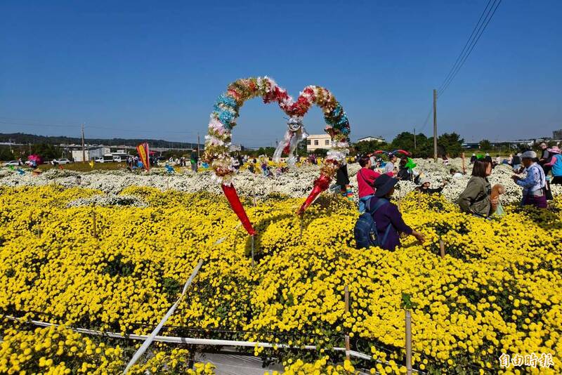 苗縣銅鑼杭菊生活節今登場 黃白花海吸引遊客