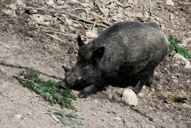 南韓釜山公寓驚見百公斤野豬 襲擊住戶和保全2傷