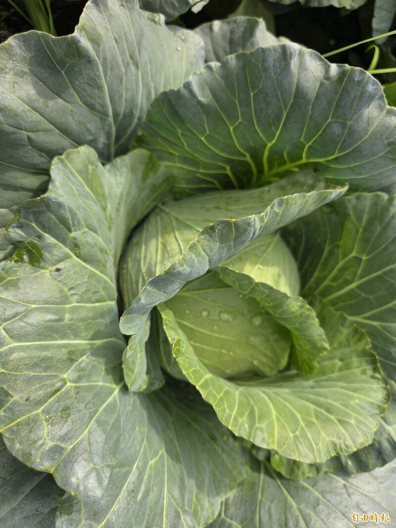 慘！屏東高麗菜農民開放自採一顆10元，