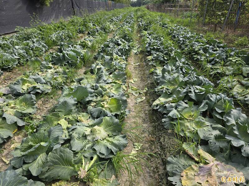 高麗菜一顆10元，但比較小顆。（記者葉永騫攝）