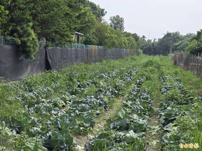 開放自採的高麗菜田在營造公司的隔壁。（記者葉永騫攝）