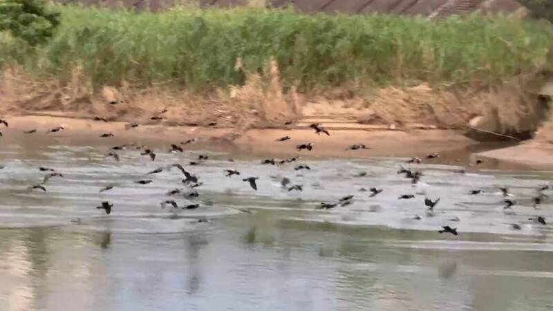 鸕鶿來基隆河過冬 李四川提「大佳段」10年目標