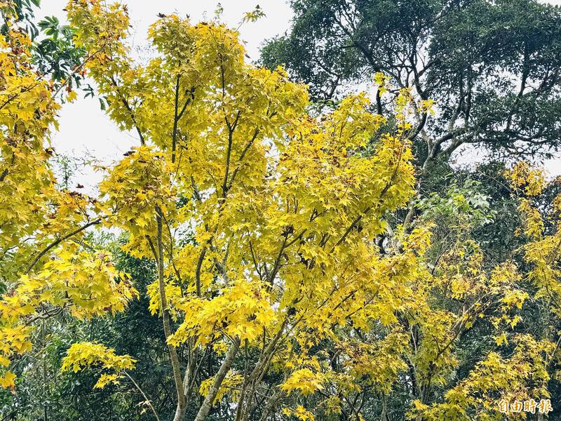 阿里山公路楓情萬種 自來水廠蓄水池楓香獨領風騷