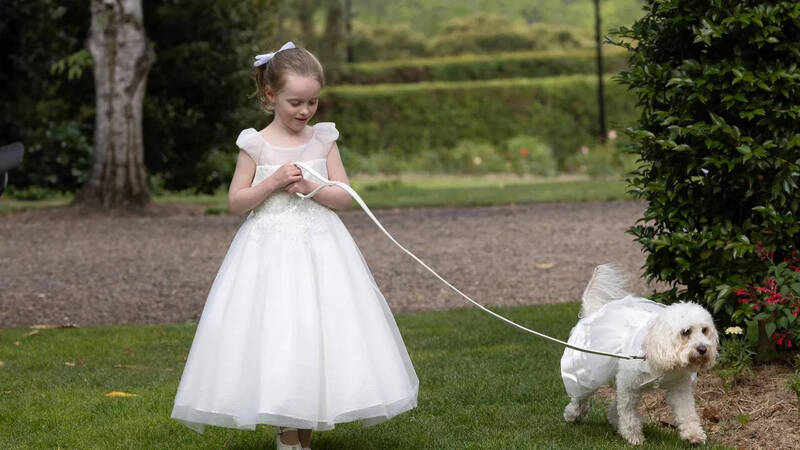 澳洲总理艾班尼斯29日举行婚礼，新娘海顿的5岁姪女艾拉（左）担任花童，手牵著被赋予递送戒指重任的总理爱犬「托托」（右），画面温馨可爱。（法新社）