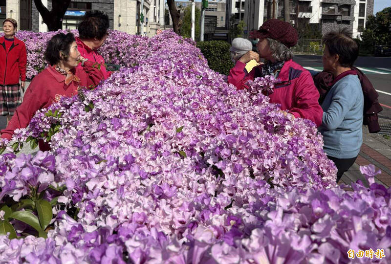 蒜香藤粉紫花季 桃園石門大圳、頭重溪公園成網美秘境