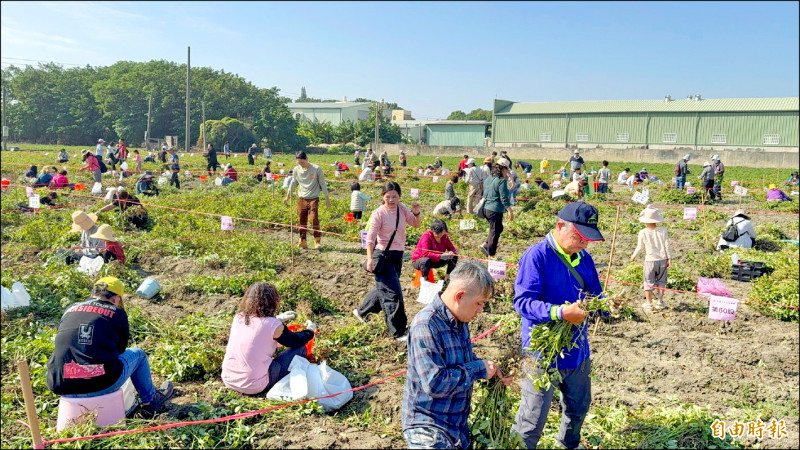 千元「認股」 千餘名股東虎尾樂採花生